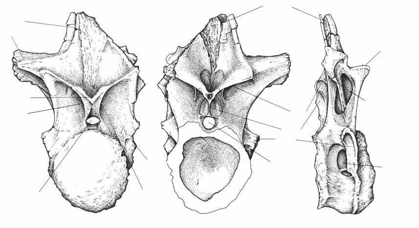 A new Argentinean carcharodontosaurid dp A B C prz prz iprf hp pp pz idl pp nc pc nc iprl FIG. 14. Mapusaurus roseae n. gen., n. sp., cervicodorsal vertebra (MCF-PVPH-108.