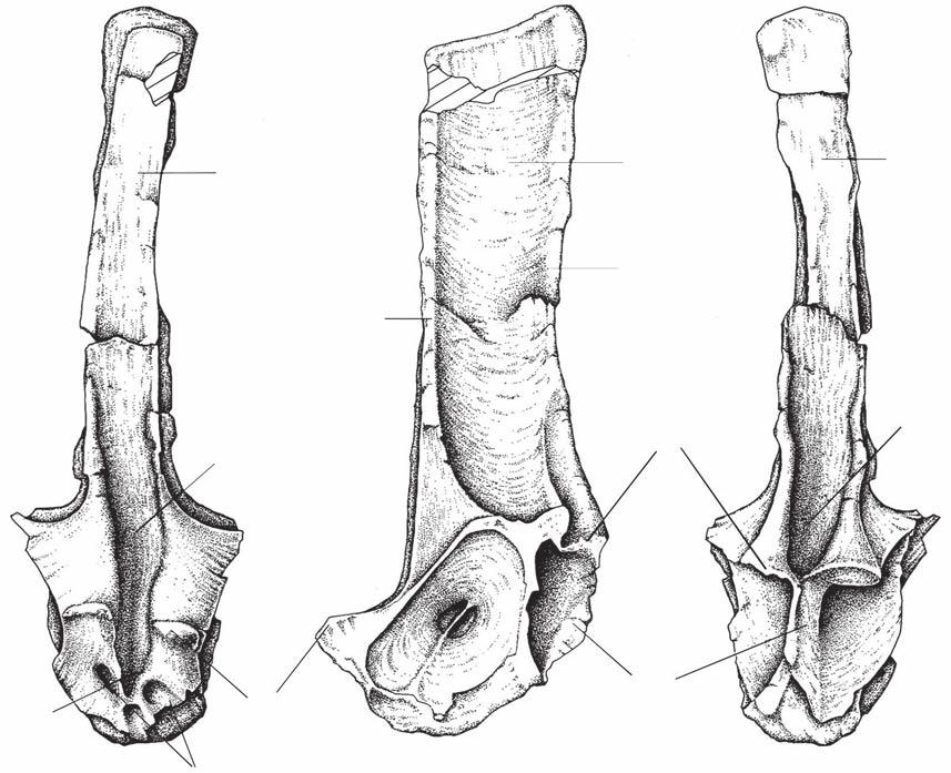 Coria R. A. & Currie P. J. A B C psd asd prf pz pf hy prz hp aip FIG. 15. Mapusaurus roseae n. gen., n. sp., dorsal vertebra (MCF-PVPH-108.84): A, anterior view; B, lateral view; C, posterior view.