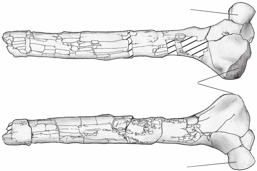 Coria R. A. & Currie P. J. A ap g B ap FIG. 19. Mapusaurus roseae n. gen., n. sp., right scapula (MCF-PVPH-108.50); A, lateral view; B, medial view.