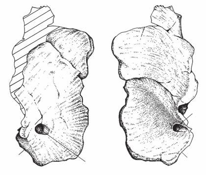 A new Argentinean carcharodontosaurid between the bases of the prezygapophyses. The anterior zygapophyses are well separated from each other, but extend anterior to the intercentral articulation (Fig.