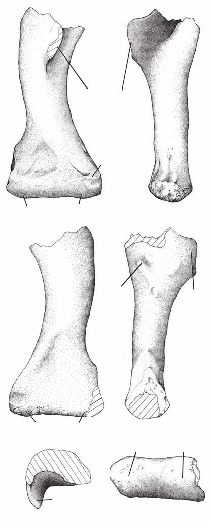 A new Argentinean carcharodontosaurid A B A B dpc dpc u en rc uc C D C D hrs dpc uc rc E F uc rc E F dpc FIG. 22. Mapusaurus roseae n. gen., n. sp., right humerus (MCF- PVPH-108.