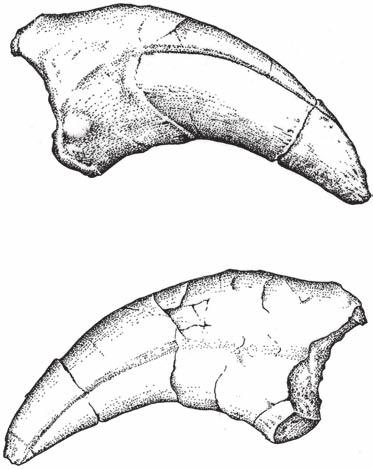 Coria R. A. & Currie P. J. A mc III mc II mc III mc II B FIG. 25. Mapusaurus roseae n. gen., n. sp., probable left manual ungual (MCF-PVPH-108.14): A, medial view; B, lateral view. Scale bar: 10 cm.