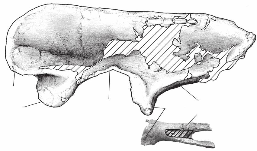 A new Argentinean carcharodontosaurid A pb pp a ip bs pd B FIG. 26. Mapusaurus roseae n. gen., n. sp.: A, left ilium (MCF-PVPH-108.