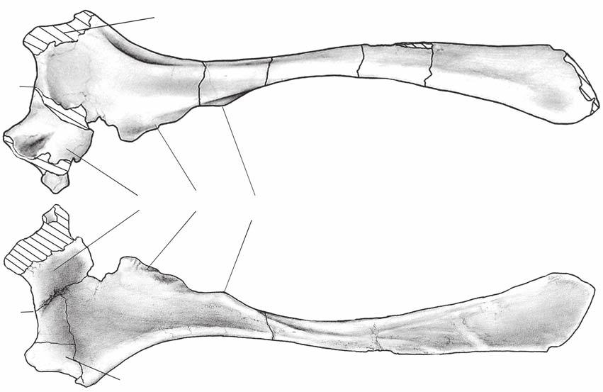Coria R. A. & Currie P. J. A ip a B pp op sp a ip FIG. 27. Mapusaurus roseae n. gen., n. sp., left ischium (MCF-PVPH-108.165): A, lateral view; B, medial view.