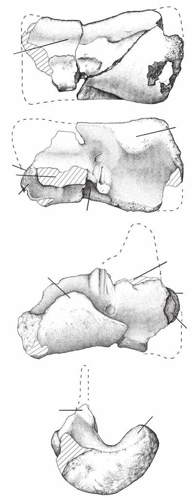 Coria R. A. & Currie P. J. hg A B fa ap C cn D pp ap p FIG. 31. Mapusaurus roseae n. gen., n. sp., right astragalus (MCF-PVPH-108.