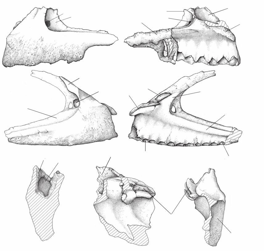A new Argentinean carcharodontosaurid A mf af B ps pa mf ma amp C ap mf D amp ma pa af ps E ma pmr F ma 3 G 12 amp 1? FIG. 2. Mapusaurus roseae n. gen., n. sp.: A, B, left maxilla (MCF-PVPH-108.