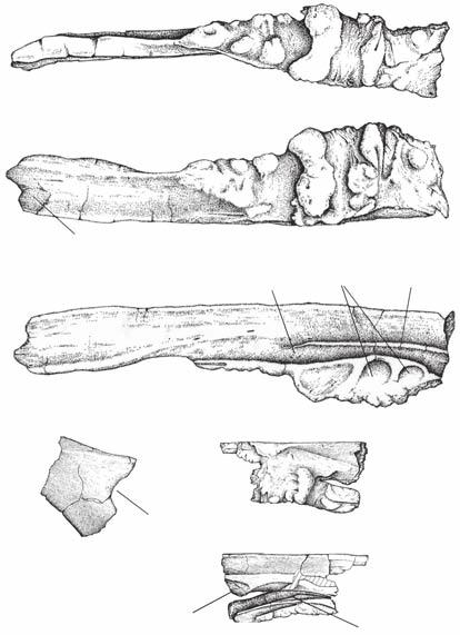Coria R. A. & Currie P. J. A B C D fc en lc E F lc pn mc mc FIG. 3. Mapusaurus roseae n. gen., n. sp.: A-C, right nasal (MCF-PVPH-108.