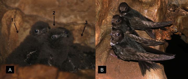 Breeding biology of the White-collared Swift Streptoprocne zonaris in southeastern Brazil 345 December 11 th, the chicks already exhibited white feathers on the nape, but they were different with