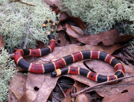Micruroides (sonoran coralsnakes); 14 species in the genus Crotalus; 2 in