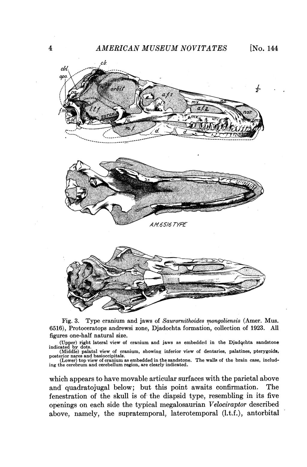 4 AMERICAN MUSEUM NOVITA TES [No. 144 I,c... ----------------- Fig. 3. Type cranium and jaws of Saurornithoides mongoliensis (Amer. Mus.