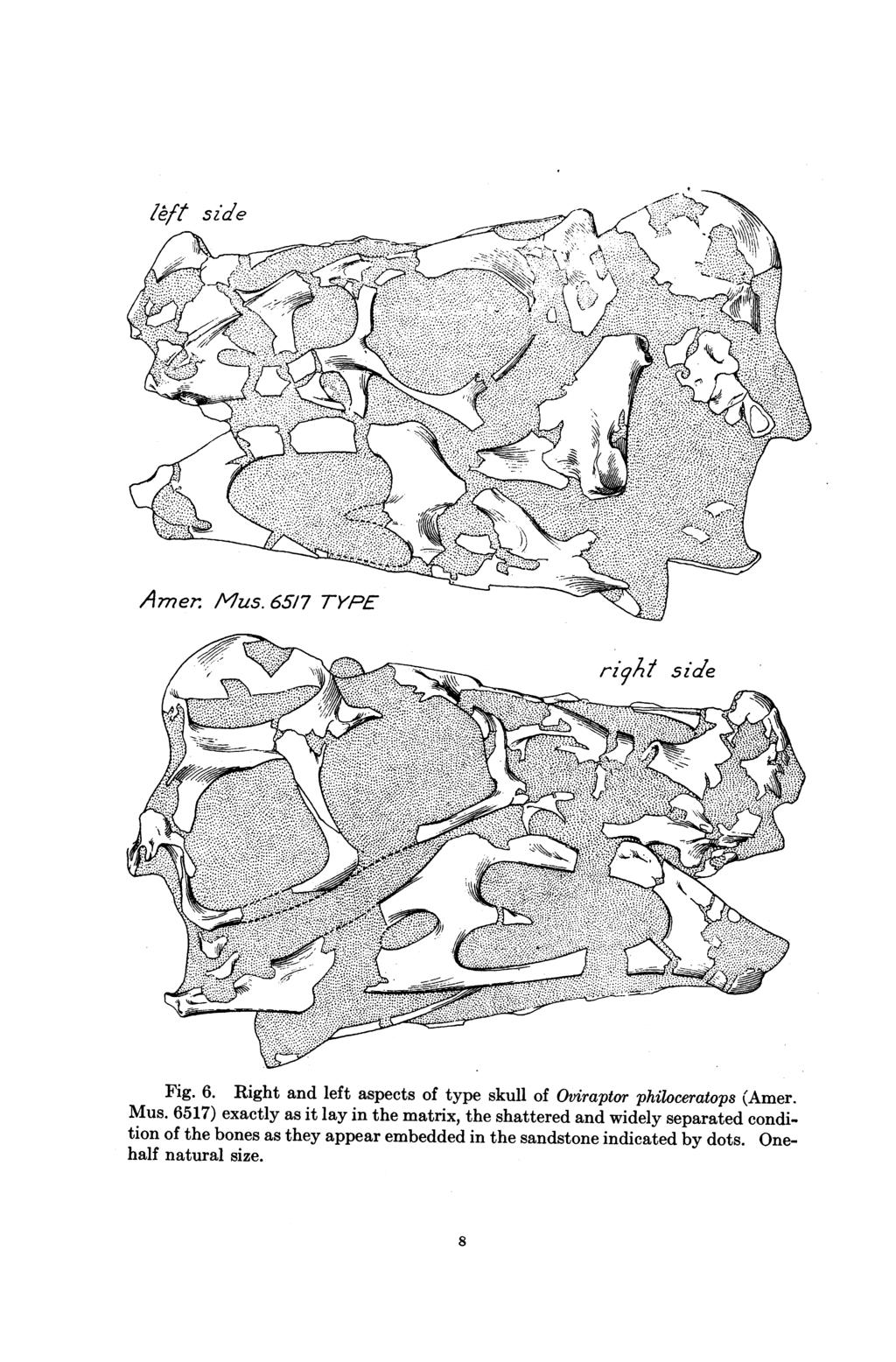 Fig. 6. Right and left aspects of type skull of Oviraptor philoceratops (Amer. Mus.