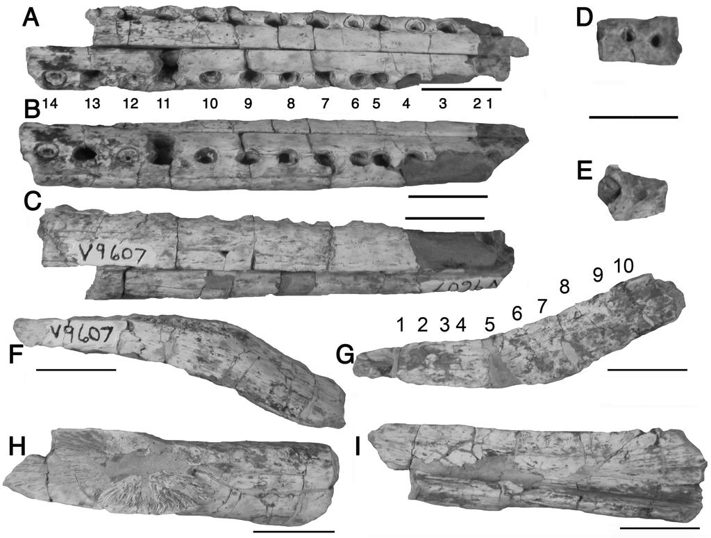 230 FIGURE 2. Juvenile phytosaur lower jaw fragments (UMMP V9607) from the Tecovas Formation, Crosby County, Texas. A-C, Lower jaw fragment in A, dorsal, B, right lateral, and C, ventral views.