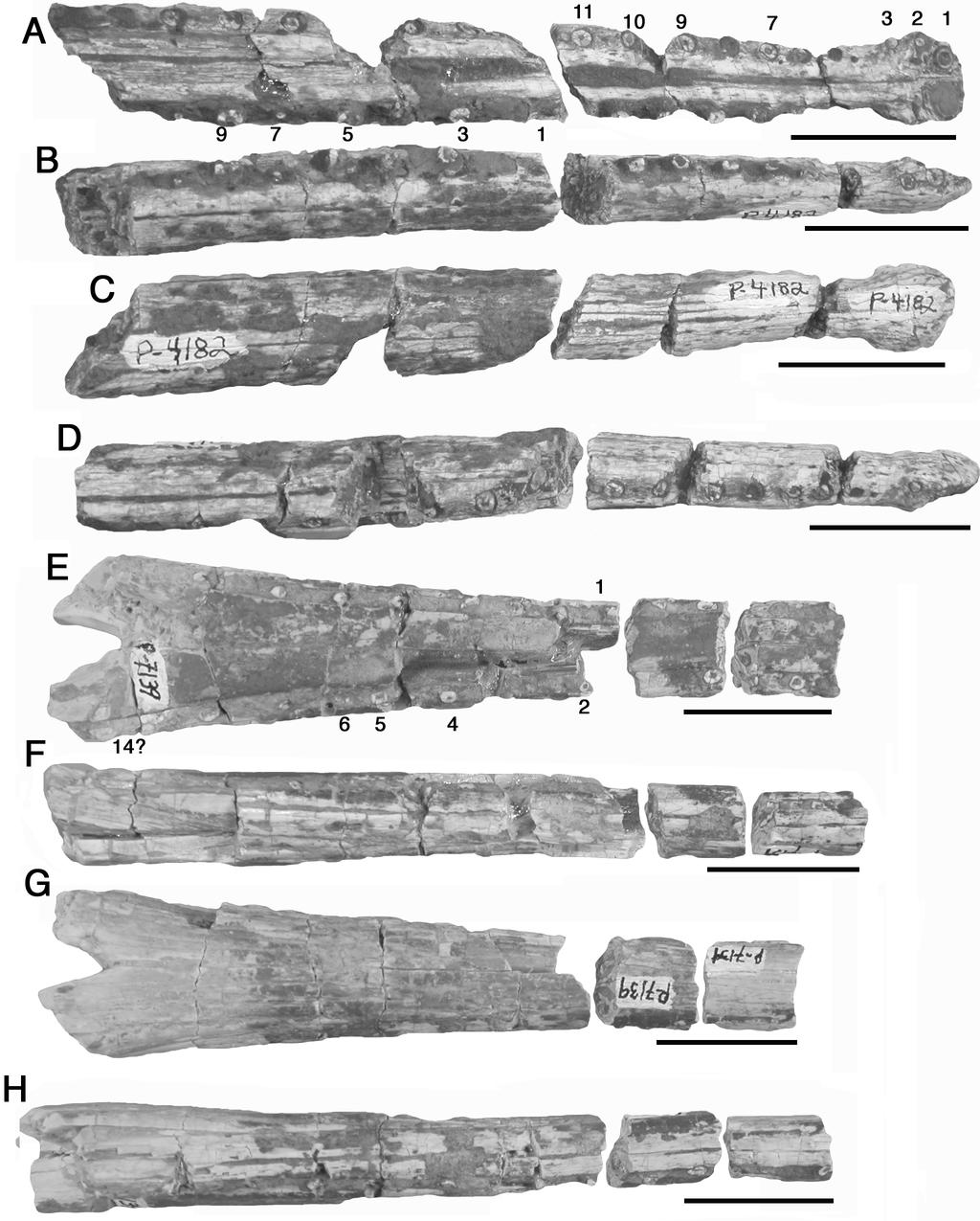 232 FIGURE 4. Phytosaur lower jaw fossils from Bull Canyon (NMMNH P-4182) and Sloan Canyon (NMMNH P-7139) formations, eastern New Mexico.