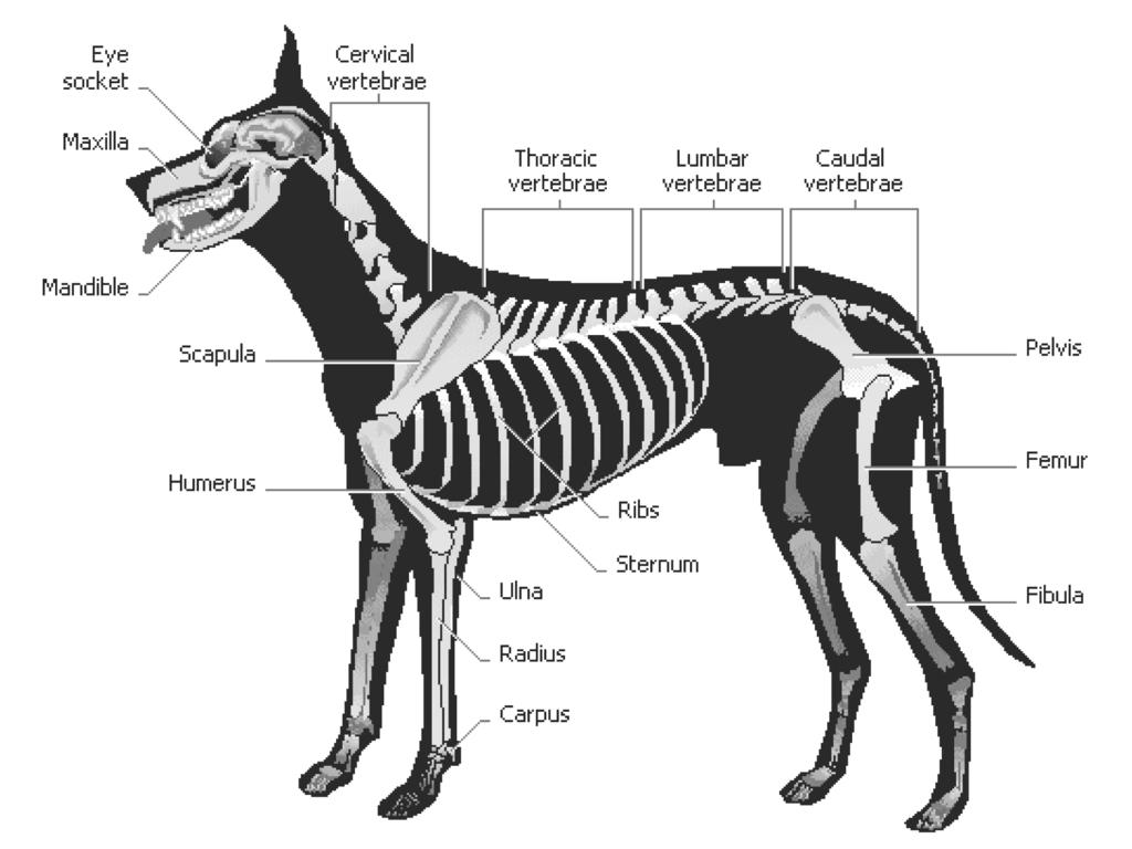 2 CANINE AGILITY PROJECT GUIDE THE CANINE SKELETON: BONES, JOINTS, GROWTH AND MOVEMENT Bones As you can see from the above diagram, a dog has many bones and joints.