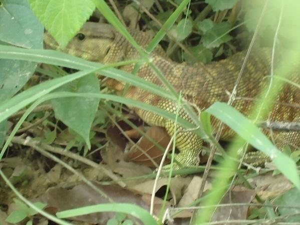 Ghimire and Shah. Status and Ecology of Varanus flavescens FIGURE 1. The Yellow Monitor (Varanus flavescens) found in the Parasan Village Development Committee (VDC) of Kanchanpur District, Nepal.
