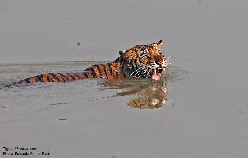 18 Pandit and Guha which 362.40 Sq km area belongs to Sajnekhali wildlife Sanctuary (SWLS), 1330.10 Sq km area under the Sundarban National Park and rest 892.