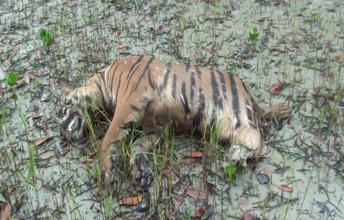 Peculiarities in Food Chain of Sundarban Tiger Reserve... 19 Fig-2: Tiger of Sundarban. Pix PK Pandit Fig-3: Hind portion of the tigrees eaten by crocodile.