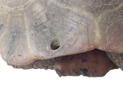 Box 4: Shell damage in freshwater turtles and tortoises.