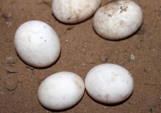 Lyons/TRAFFIC Actual size 53 x 34 mm 10mm NOTE: Snake and lizard eggs are leathery and fairly soft; unlike bird eggs.
