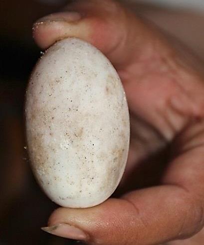 Turning reptile eggs can kill the hatchling inside. Varanus sp. Eggshells Photo: J.