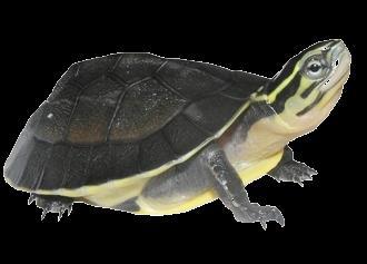 Southeast Asian Box Turtle Cuora amboinensis Common Name: National