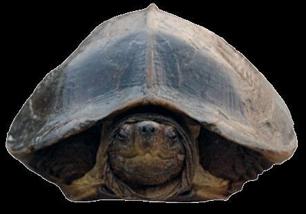Giant Asian Pond Turtle Heosemys grandis Common Name: National Protection:
