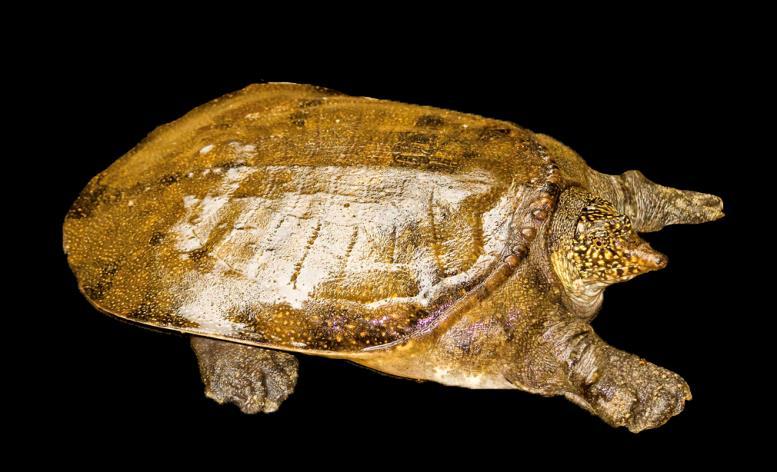 Southeast Asian Softshell Turtle Amyda cartilaginea Common Name: National Protection: CITES
