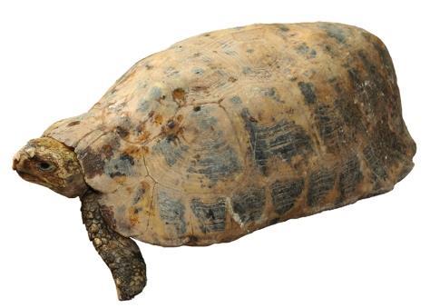 Lyons/TRAFFIC Physical Description: Carapace: Length Adult: up to 36cm, hatchling: 3.1 5.8cm Highly domed the highest point when viewed from the side is the third scale across the top Markings vary.