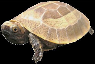Indochinese Box Turtle Cuora galbinifrons Common name: National Protection: CITES