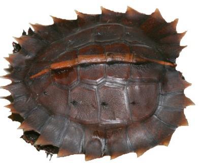 Spiny Turtle Heosemys spinosa Common name: National Protection: CITES listing: IUCN (2000): Distribution: Spiny Turtle, Sunburst Turtle Appendix II Endangered Brunei; Indonesia; Malaysia;