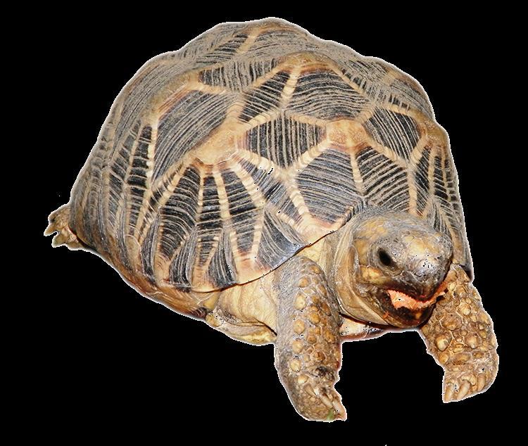 Burmese Star Tortoise Geochelone platynota Common name: National Protection: CITES listing: IUCN (2000): Distribution: Burmese Star Turtle