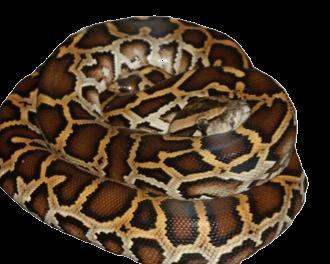 Burmese Python Python molurus bivittatus Common Name: Burmese Python Viet Nam National Protection: Decree No.