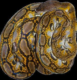 Reticulated Python Python (Broghammerus) reticulatus Common Name: National Protection: CITES listing: IUCN: Distribution: