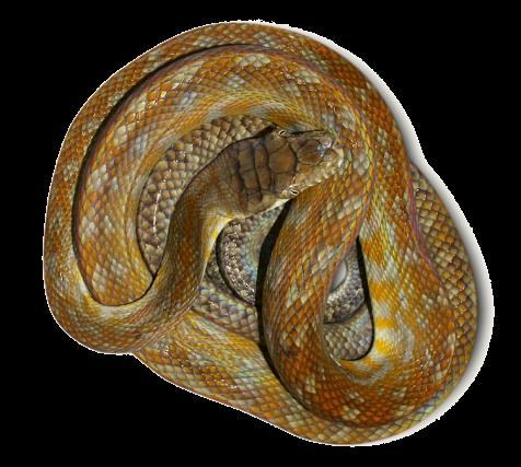 Amethystine Python Morelia amethistina Common Name: National Protection: CITES listing: IUCN (2010): Distribution: Amethystine Python Appendix II Least