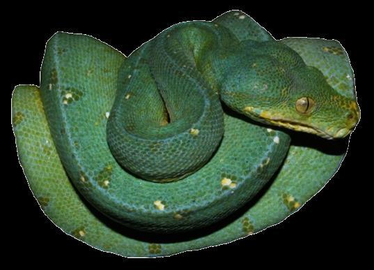 Green Python Morelia viridis Common Name: National