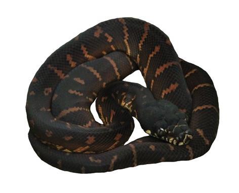 Boelen s Python Morelia boeleni Common name: Boelen s Python National Protection: CITES listing: IUCN: Distribution: