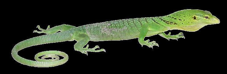 Emerald Monitor Varanus prasinus Common Name: National Protection: CITES listing: IUCN: Distribution: Emerald Monitor, Emerald Green Monitor Appendix II Not evaluated Indonesia (West Papua, Papua and