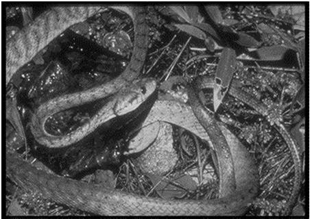 The Brown Tree Snake (Boiga irregularis) SNAKE INVADERS!!! The brown tree snake is an introduced species on the island of Guam that first appeared in the early 1950 s.