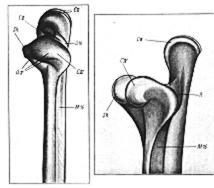 January 1983] Polyphyletic Origin of the Piciformes 127 A B C D Fig. 1. Posterior (top row) and lateral (bottom row) views of the distal end of the tarsometatarsus in the four groups of birds with obligate zygodactyly (illustrations from Steinbacher 1935).