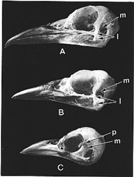 lanuary 1983] Polyphyletic Origin of the Piciformes 131 pometacarpus in the Pici differs from that in m the Galbulae and Coraciiformes in having a broad and very well-developed intermetacarpal