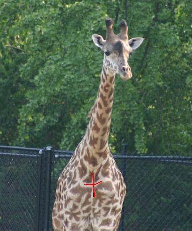 Classification Class: Mammalia Order: Artiodactyla Family: Giraffidae Genus: Giraffa Species: camelopardalis Subspecies: tippelskirchi Our giraffes: Our Giraffe Ridge exhibit was built in 2008 and