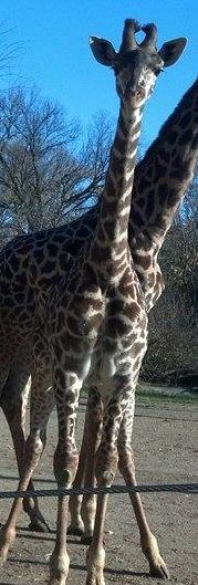Name: Lulu DOB: Oct 12,2012 (1 year old) Born at: Cincinnati Zoo and Botanical Garden Height: Approx.