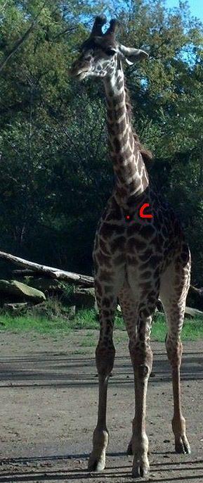 Name: Cece DOB: Feb 2, 2011 (3 years) Born at: Kansas City Zoo in Kansas City, Missouri Height: Approx.