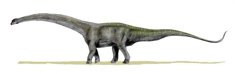 and Sauropodomorphs - large quadrupeds with long necks