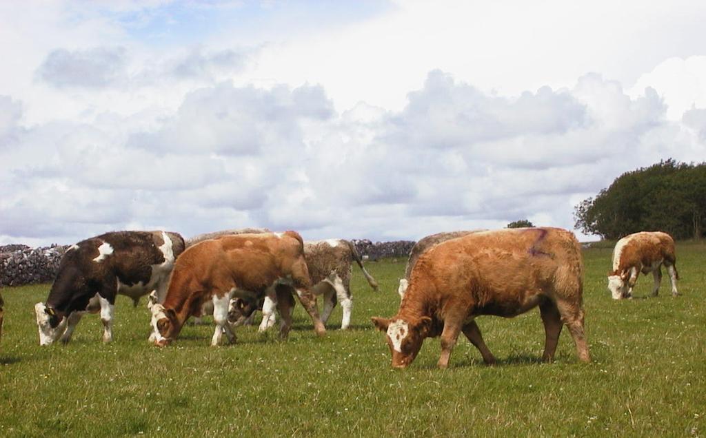 Optimising animal health on organic cattle farms Dan Clavin Teagasc, Farm Management and Rural Development Department, Athenry, Co. Galway Paddy Fenton, MRCVS The Paddock, Ventry, Tralee, Co.