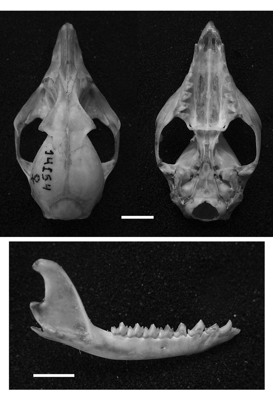 FIGURE 2. Dorsal (above, left) and ventral (above, right) view of the skull and lower jaw (below) of MUSM 14154, a female specimen of M. andersoni reported in the text.