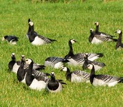 ASAB Video Practical Vigilance Behaviour in Barnacle Geese Introduction All the barnacle geese (Branta leucopsis) in the world spend the winter in western Europe.