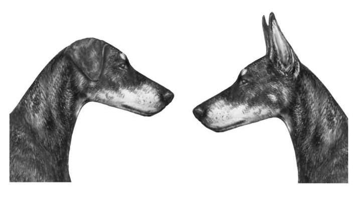 Head Long and dry, resembling a blunt wedge, both frontal and profile views. When seen from the front, the head widens gradually towards the base of the ears in a practically unbroken line.