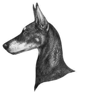The arched and crested neck gives the Doberman much of his proud carriage.