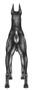 Hindquarters In balance with forequarters. Upper shanks long, wide, and well muscled on both sides of thigh, with clearly defined stifles.